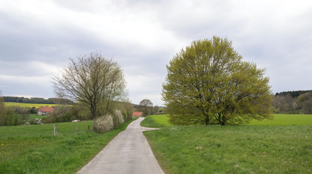LSG Egge-Gebiet und Lipper Bergland mit Bielefelder Osning, Paderborner Hochfläche und Hellwegbörden in Horn-Bad Meinberg-Fromhausen