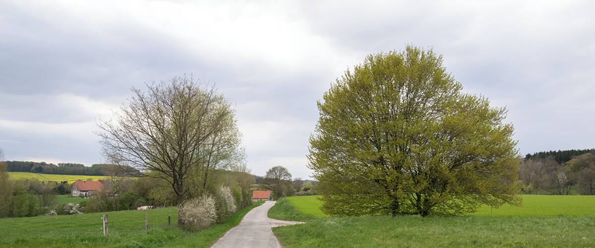A rural road flanked by green fields and trees, leading to a distant red-roofed building.