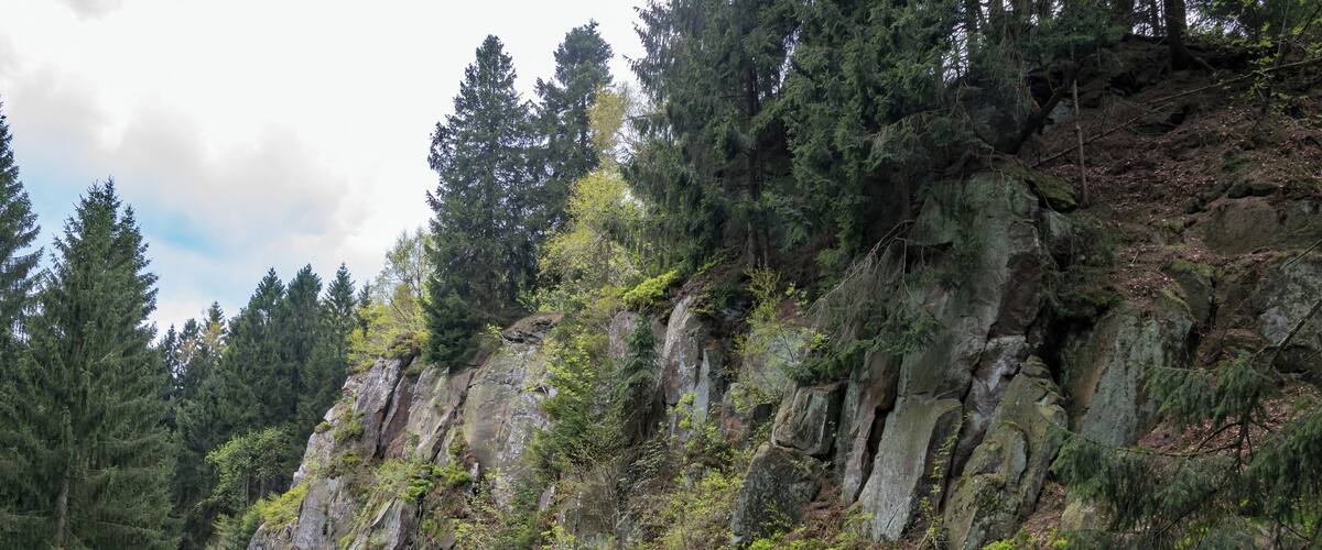 A rocky cliff with dense forest and evergreen trees.