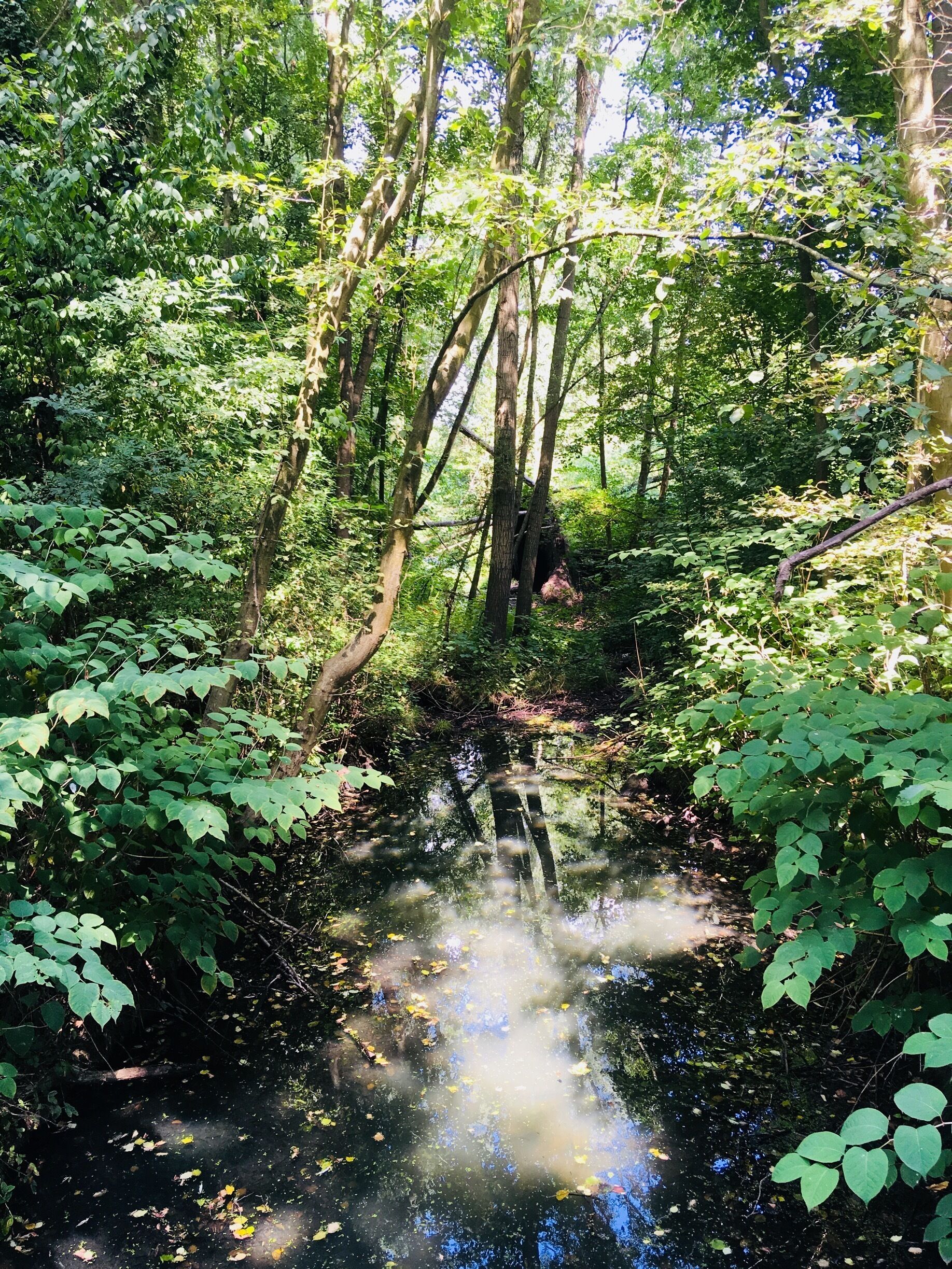 A beautiful park near the river. 