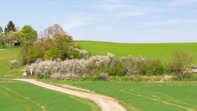 Naturschutzgebiet Kalkmagerrasen bei Ossendorf in Warburg-Ossendorf, Kreis Höxter; mittlerer Bereich