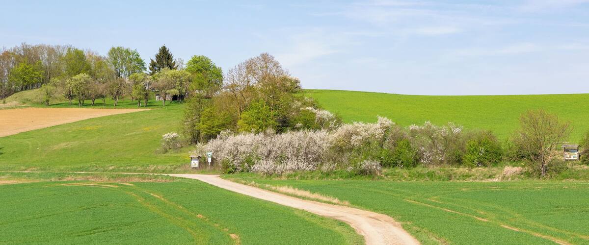 A rural landscape with rolling hills, green fields, and a dirt path.