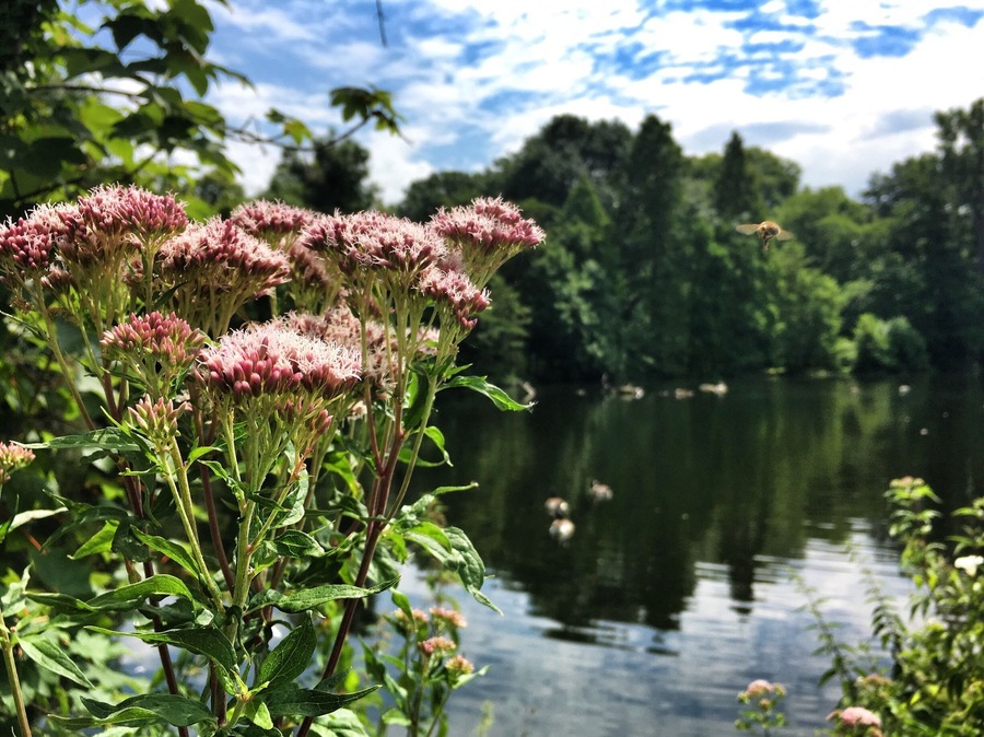 Silence
#mülheim #ruhr #pond #ruhrpott #ruhrgebiet #germany #nature #flower #countryside