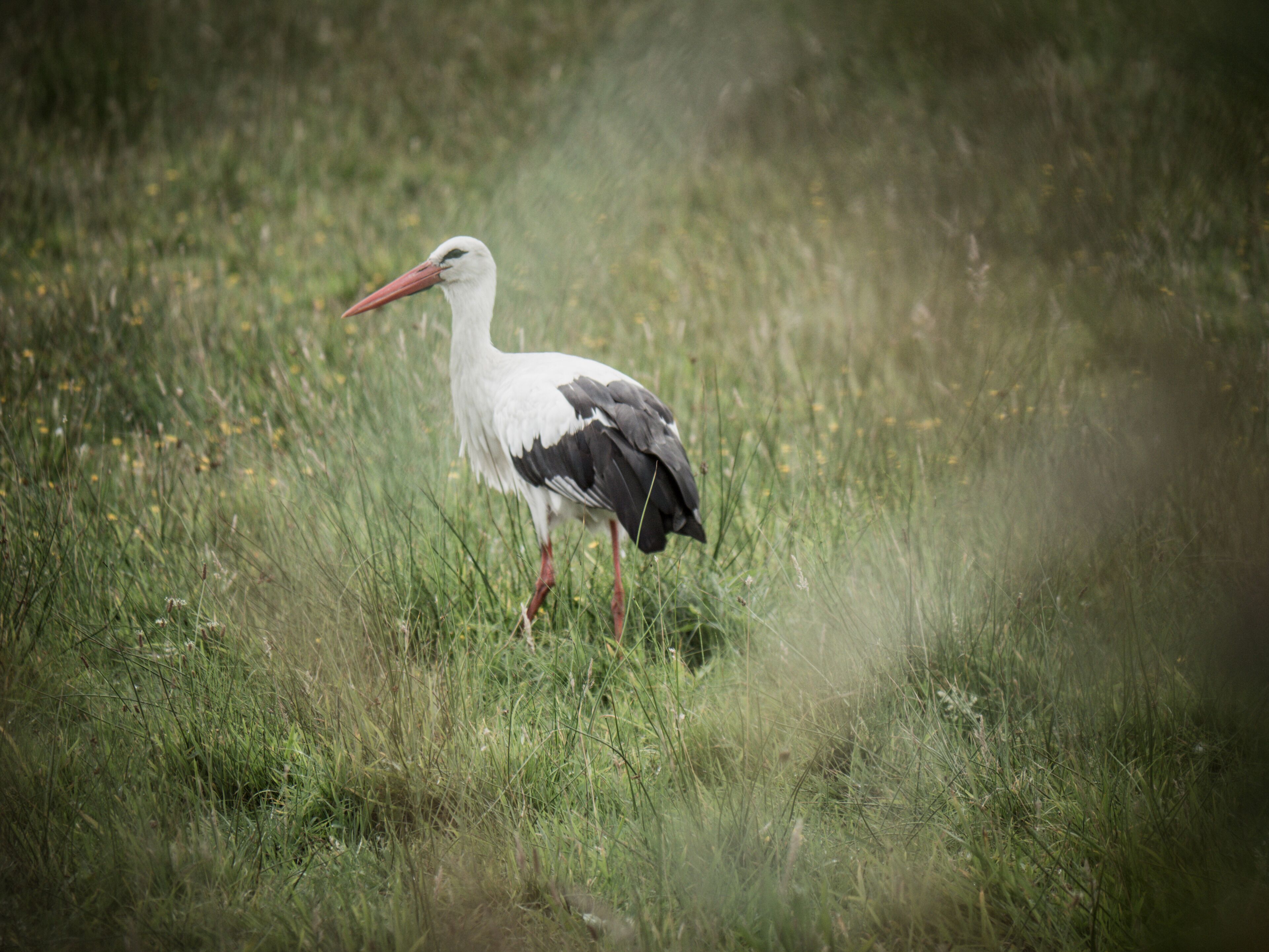 White Stork at the Rieselfelder in Münster.
There are a few nests but when I visited in early September there was a group of about 30. Probably making a stop on their way south.