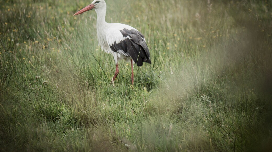 White Stork at the Rieselfelder in Münster.
There are a few nests but when I visited in early September there was a group of about 30. Probably making a stop on their way south.