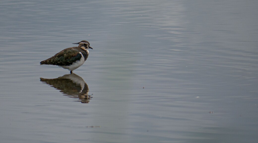 You can find about 100 Lapwings at the biggest pond of the Rieselfelder in Münster. There are a bunch of hides that you can use for free all over the sanctuary.