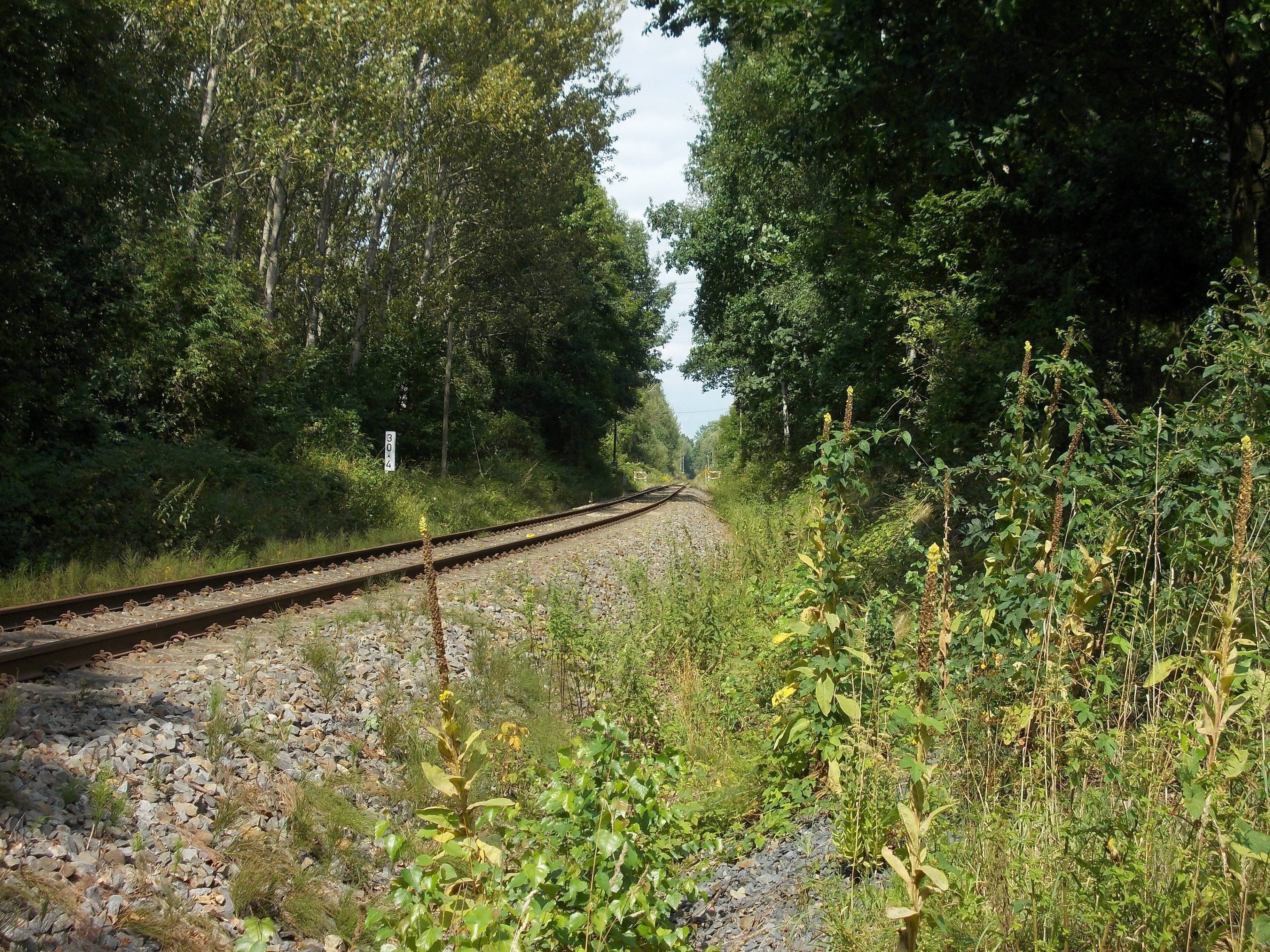 A railway track surrounded by dense greenery and trees.
