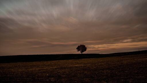 Lonely tree ||