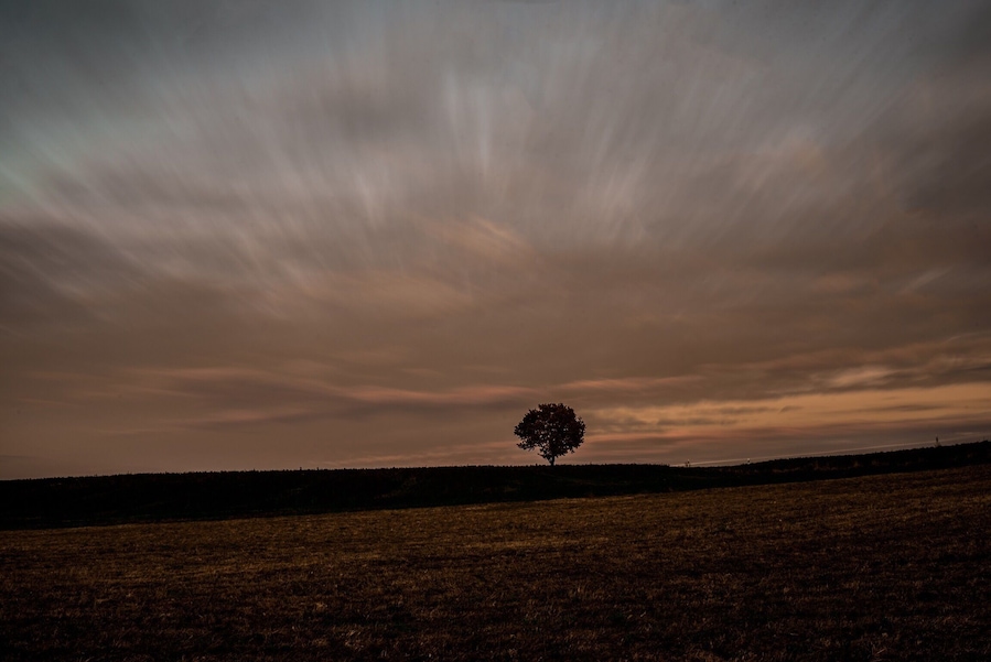 Lonely tree ||