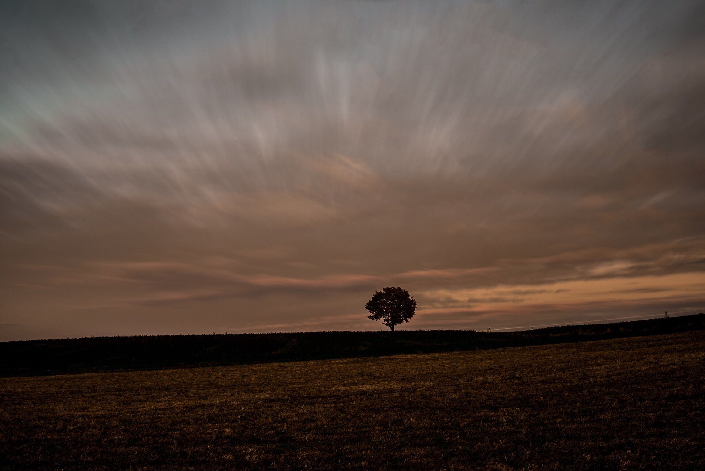 A solitary tree in a field with a dramatic sky.