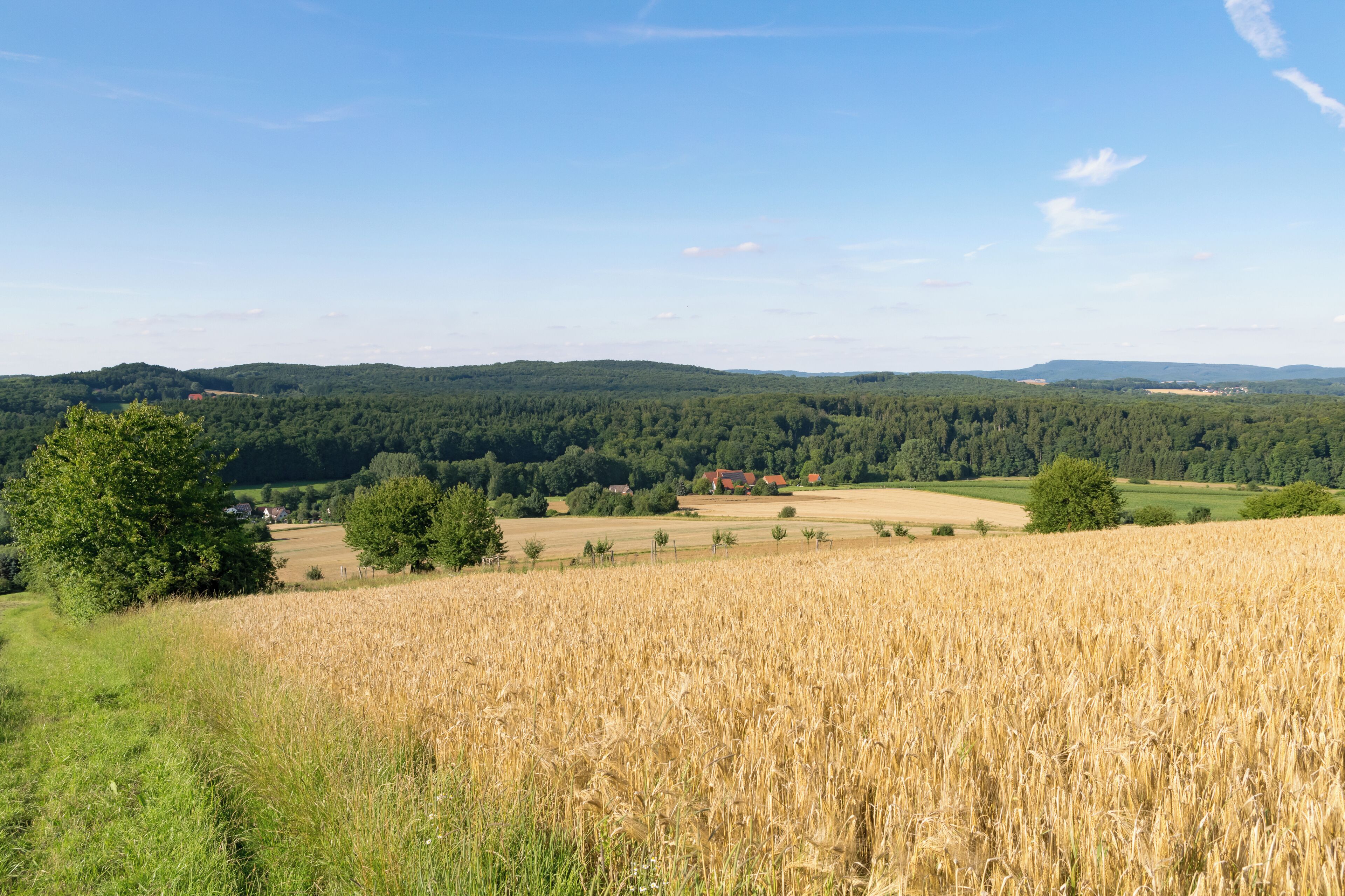 A wheat field, rolling hills, and a forested area with a distant house.