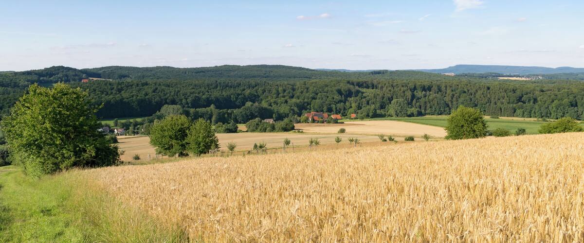 A wheat field, rolling hills, and a forested area with a distant house.