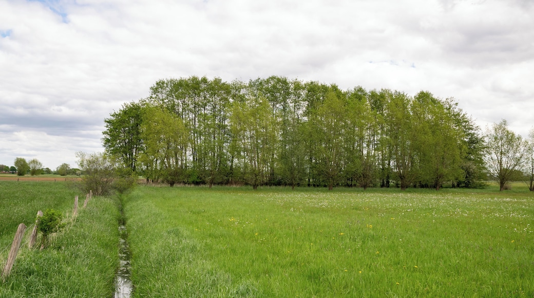 Naturschutzgebiet Gunnewiesen in Delbrück und Salzkotten, Kreis Paderborn; Teilgebiet in Delbrück, Entwässerungsgraben