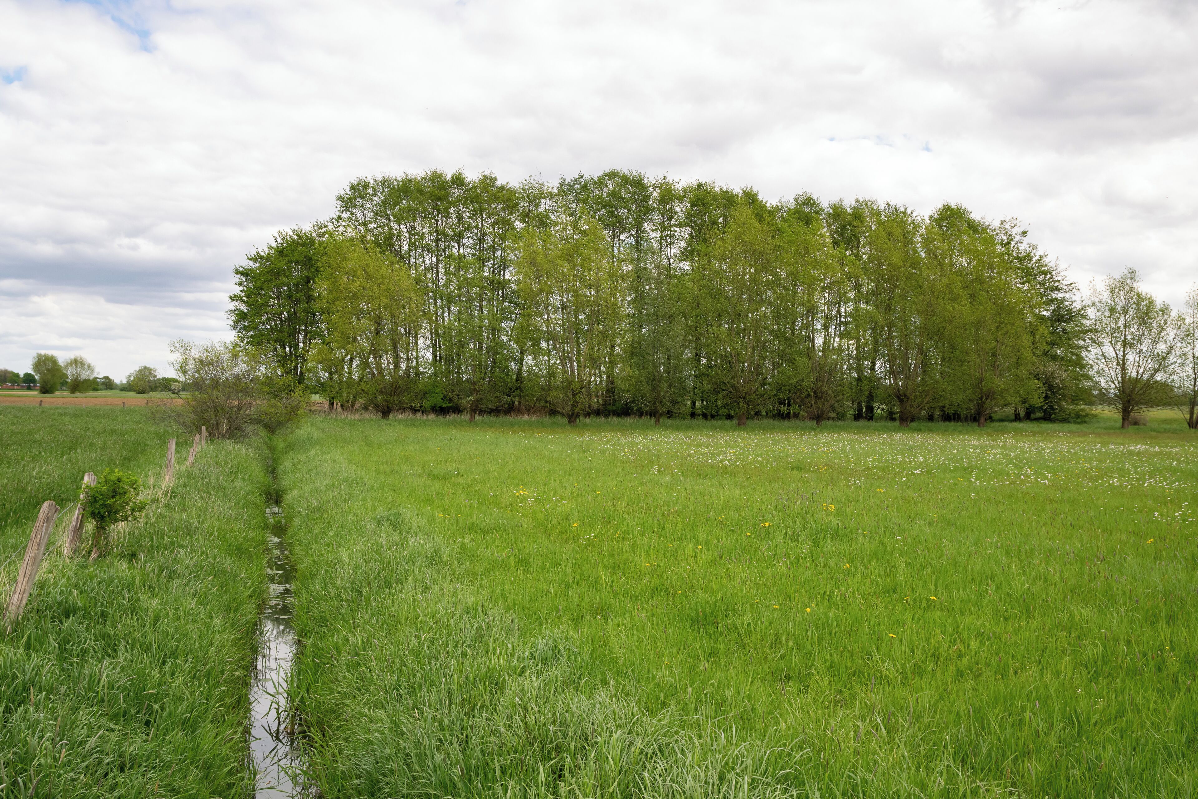 A grassy field with a small stream and a dense tree line in the background.