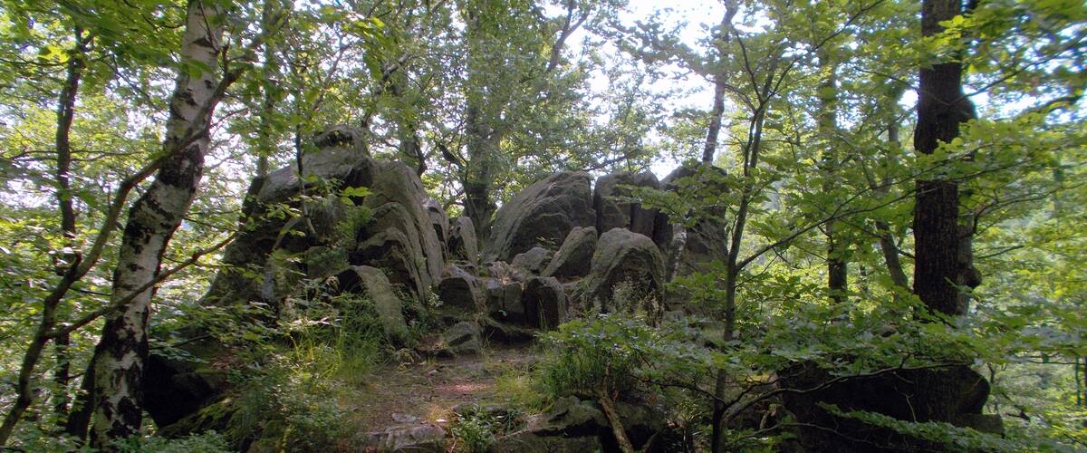 A forested area with large boulders and dense foliage.