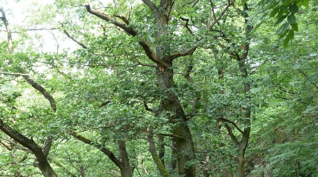 Aufstieg zur Burg Katz