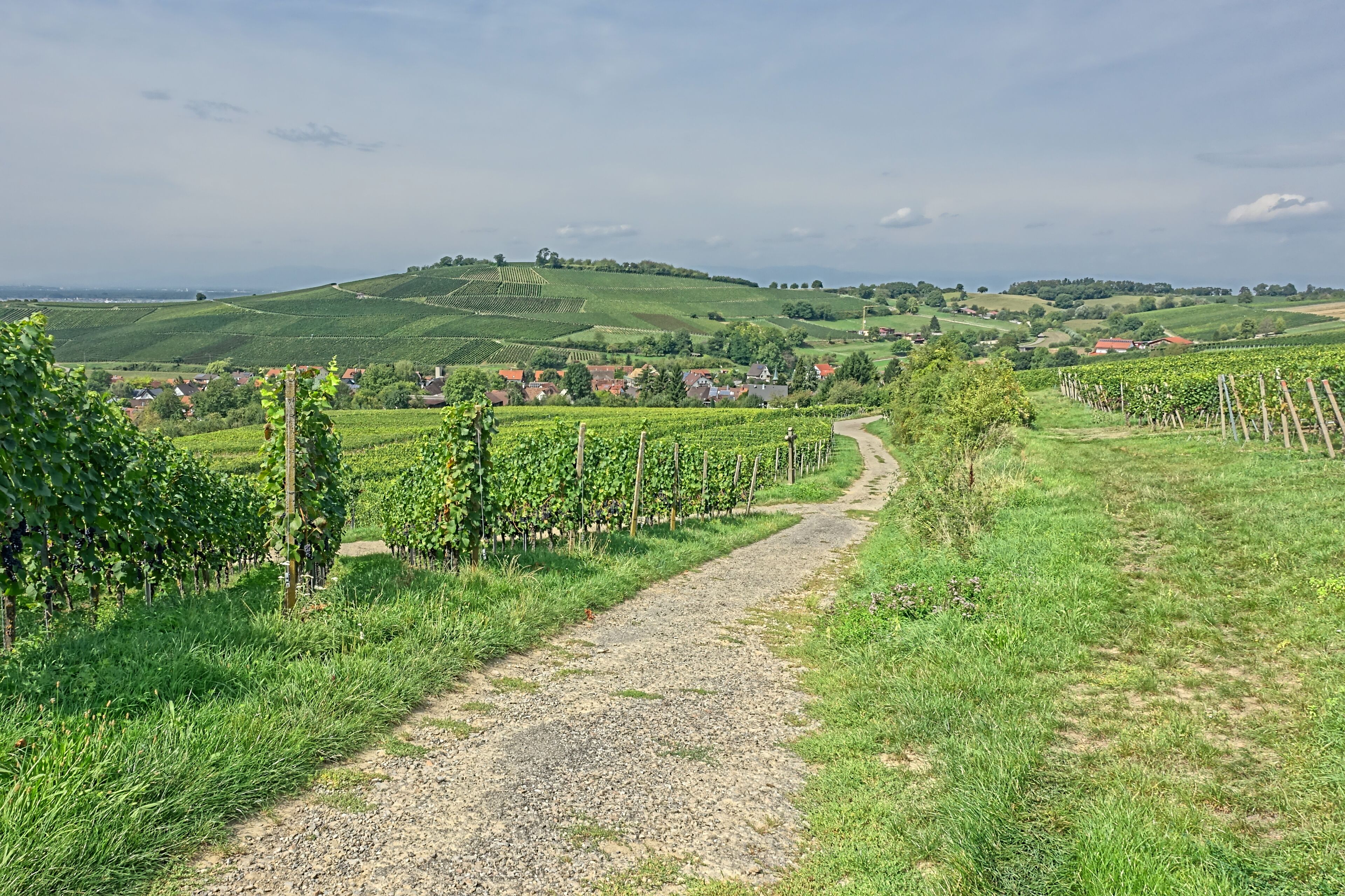 A vineyard path leading through lush green fields with rows of grapevines, a distant village, and rolling hills under a partly cloudy sky.