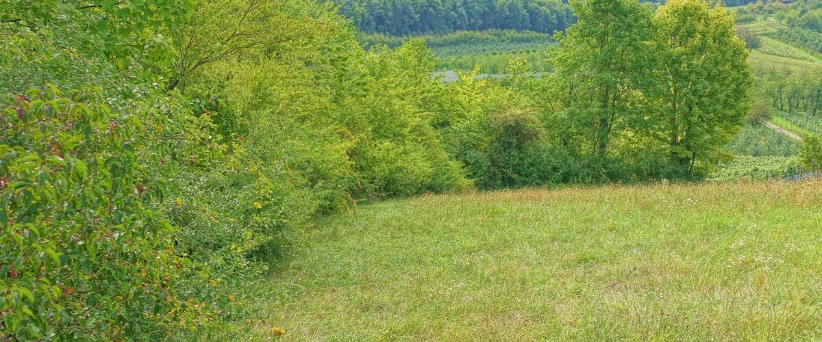 Lebensraum zahlreicher stark gefĂ€hrdeter Pflanzen und Tiere im MarkgrĂ€fler HĂŒgelland.