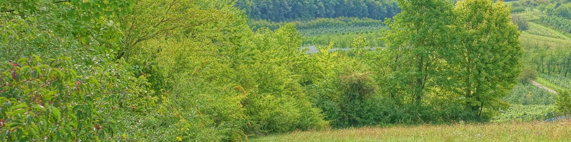 Lebensraum zahlreicher stark gefährdeter Pflanzen und Tiere im Markgräfler Hügelland.