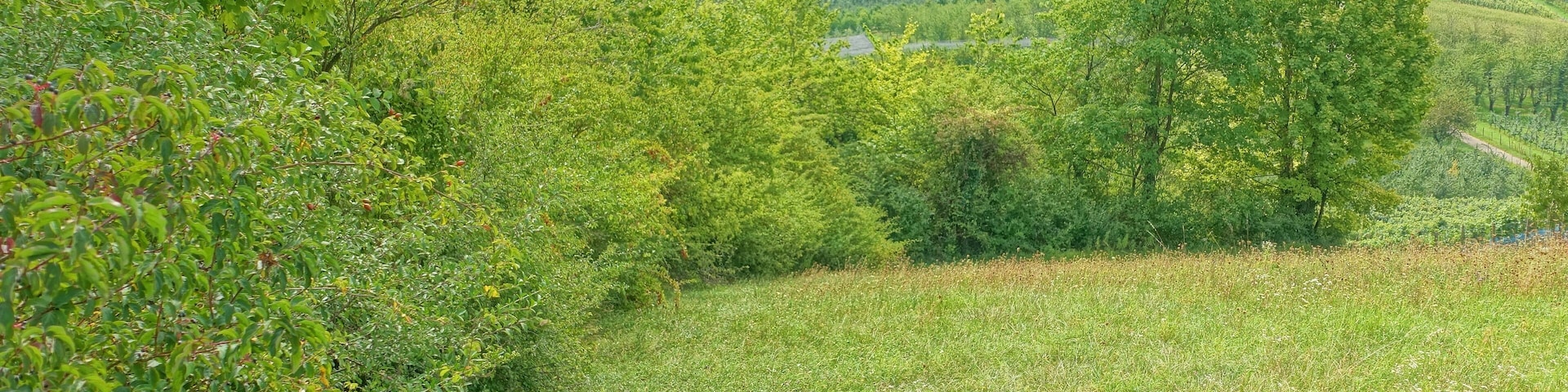 Lebensraum zahlreicher stark gefährdeter Pflanzen und Tiere im Markgräfler Hügelland.