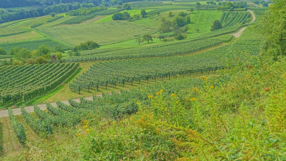 Un vignoble avec des rangées de vignes et un sentier sinueux.