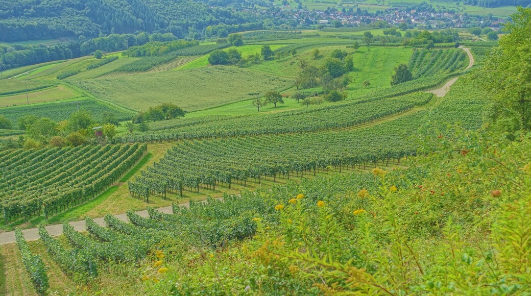 Lebensraum zahlreicher stark gefährdeter Pflanzen und Tiere im Markgräfler Hügelland.