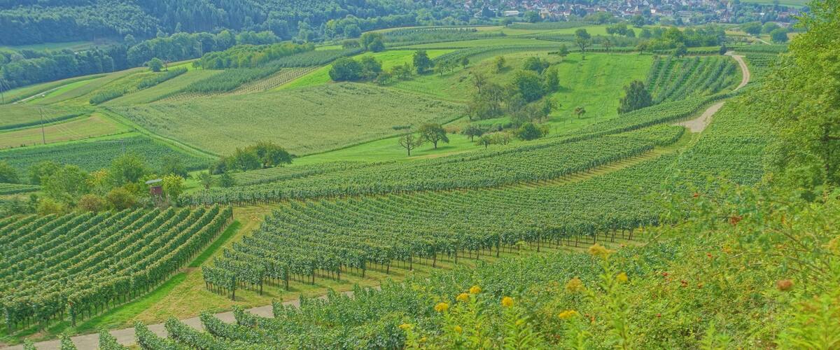 A vineyard with rows of grapevines and a winding path.