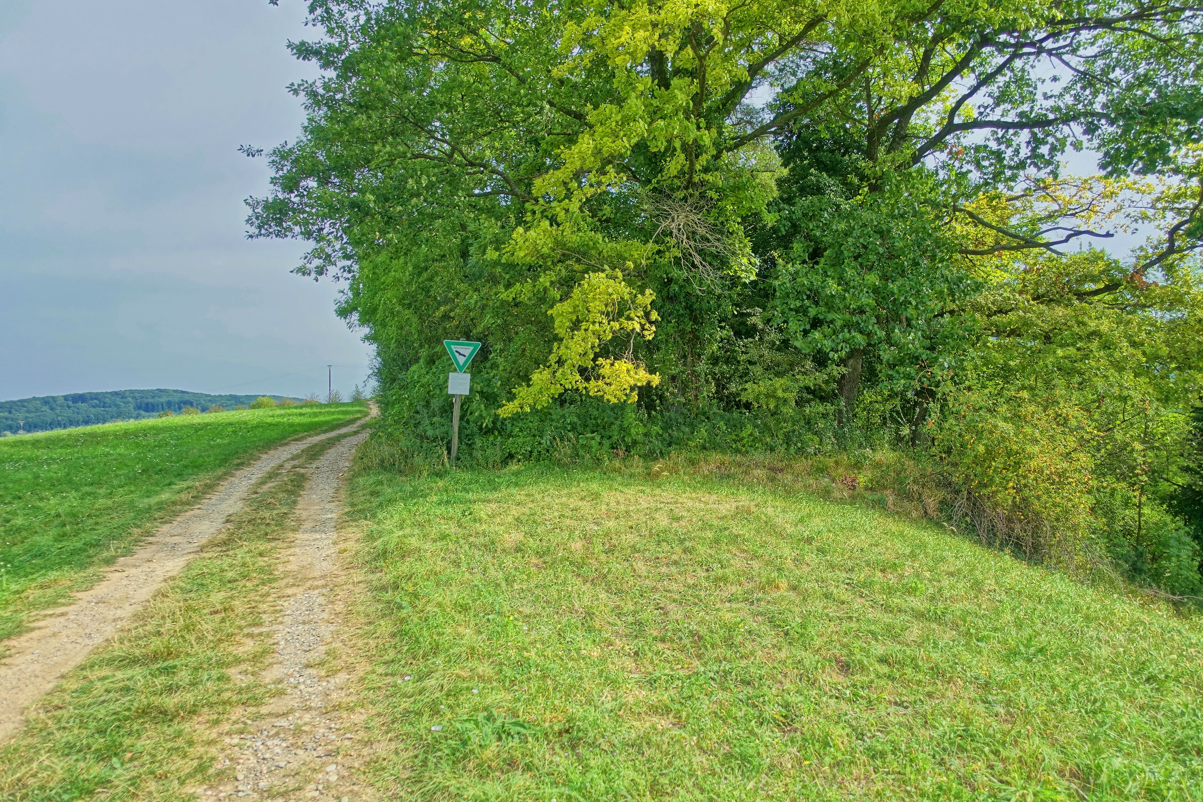 Lebensraum zahlreicher stark gefährdeter Pflanzen und Tiere im Markgräfler Hügelland.
