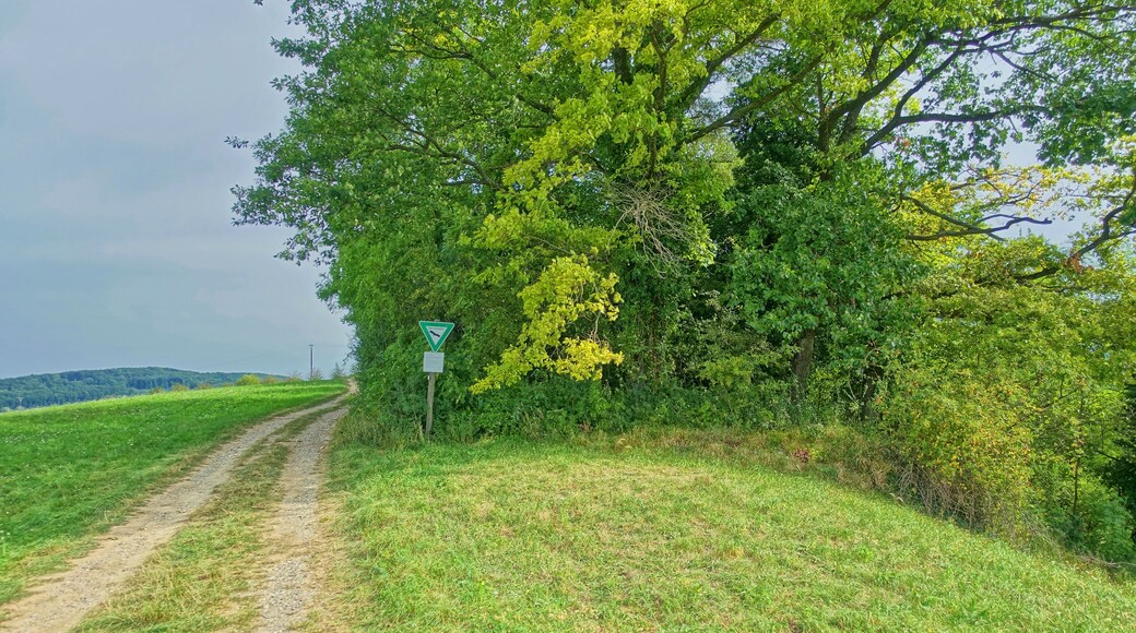 Lebensraum zahlreicher stark gefährdeter Pflanzen und Tiere im Markgräfler Hügelland.