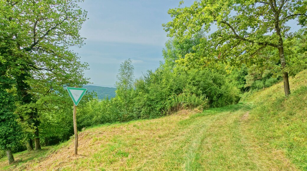 Lebensraum zahlreicher stark gefährdeter Pflanzen und Tiere im Markgräfler Hügelland.