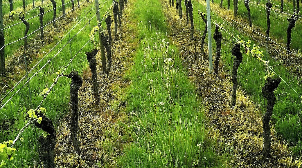 Scherzingen Vines Riesling