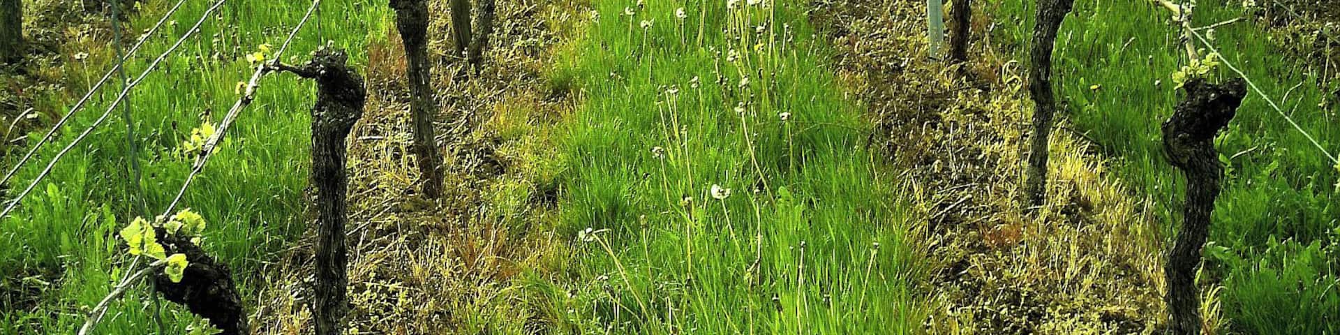 Scherzingen Vines Riesling