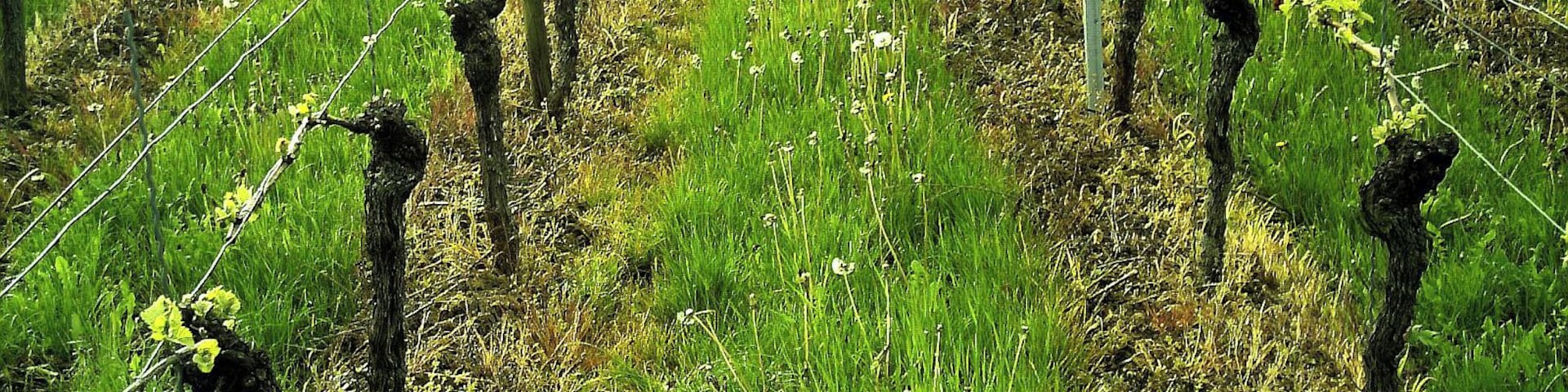 Scherzingen Vines Riesling