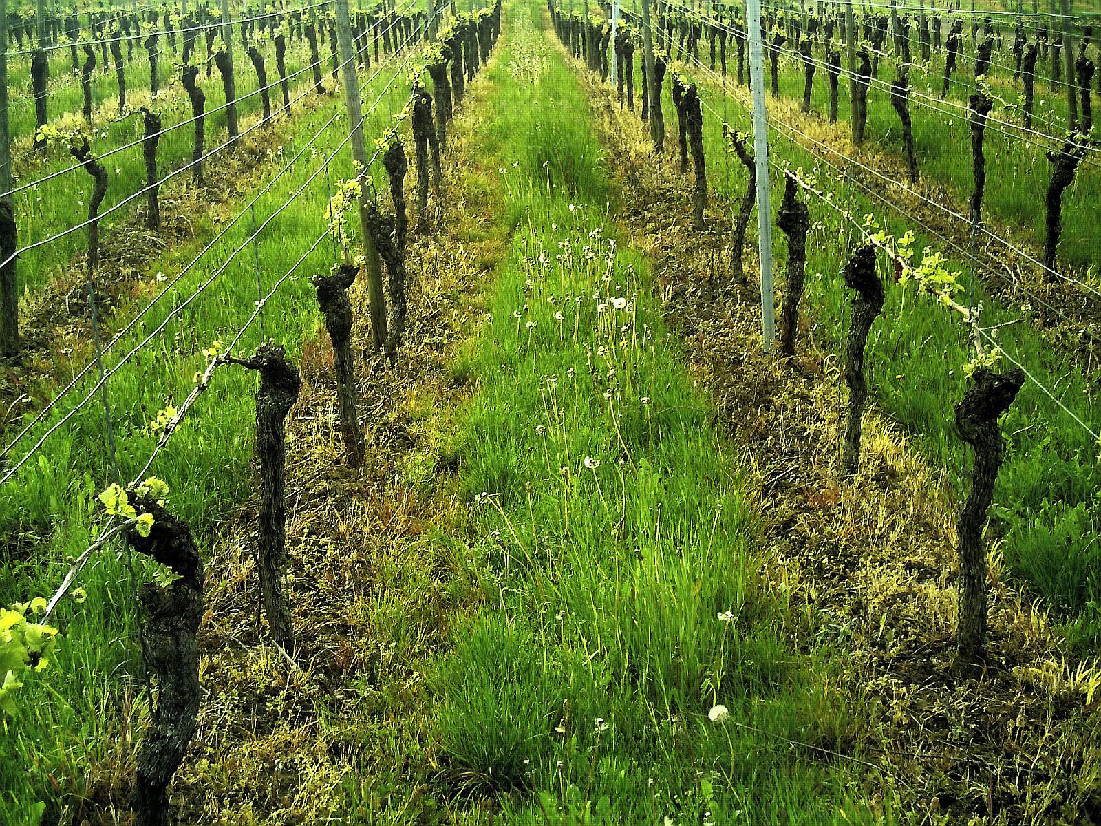 A vineyard with rows of grapevines and a grassy path.