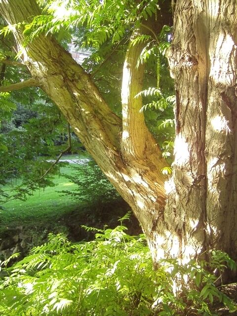 A large tree with a thick trunk and dense foliage in a lush green forest.