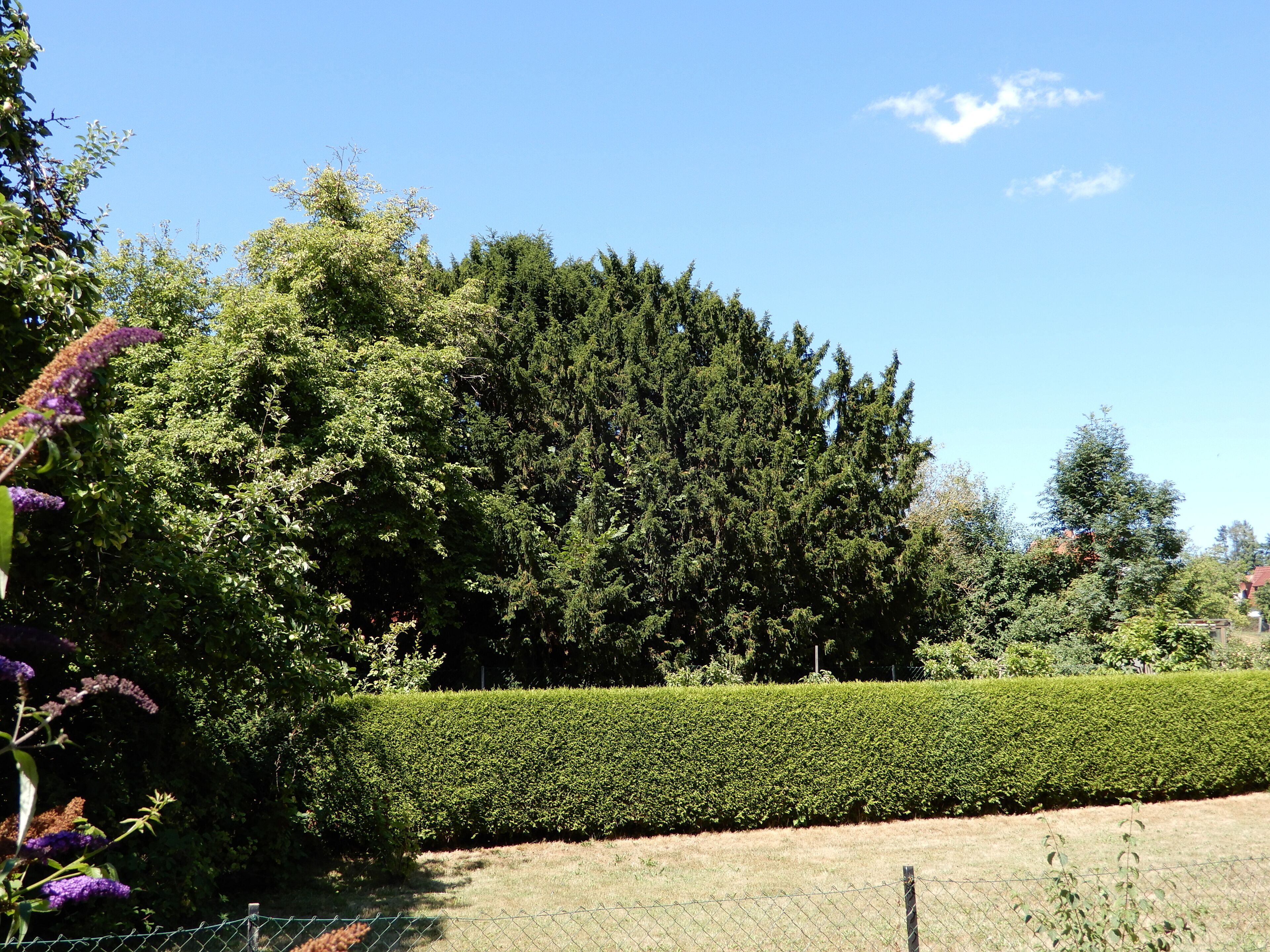 Naturdenkmal OHA00072 in Windhausen, alte Eibe. (rechter Teil, in der Ausdehnung ist sie noch größer)
