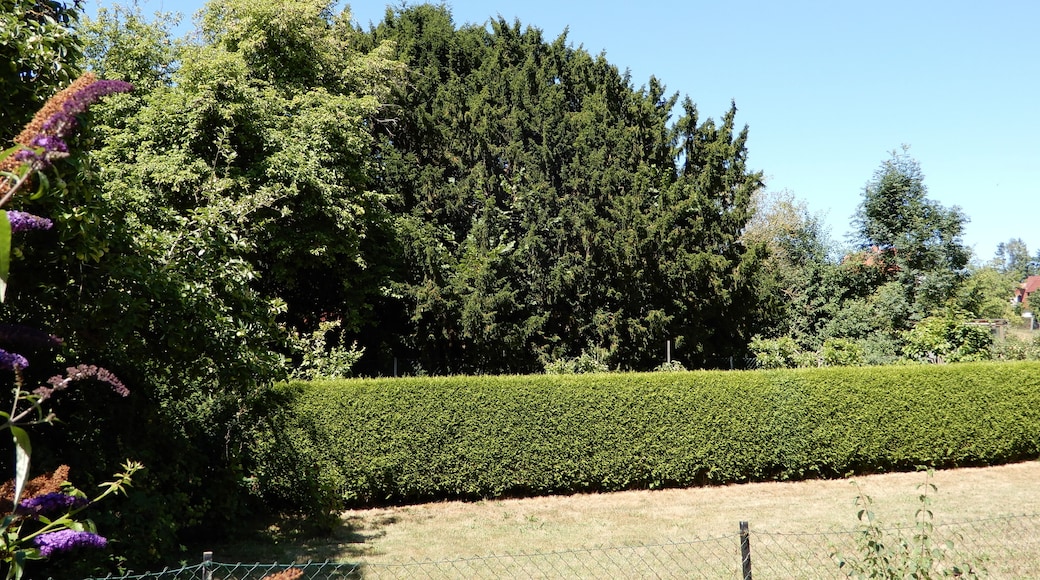 Naturdenkmal OHA00072 in Windhausen, alte Eibe. (rechter Teil, in der Ausdehnung ist sie noch größer)