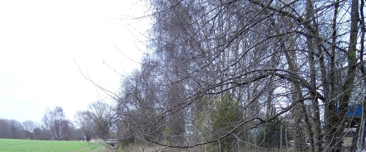 A narrow stream with overhanging branches, a grassy bank, and a fence in the background.