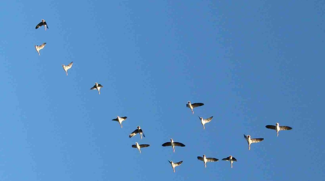 Gänse über der Häverner Marsch