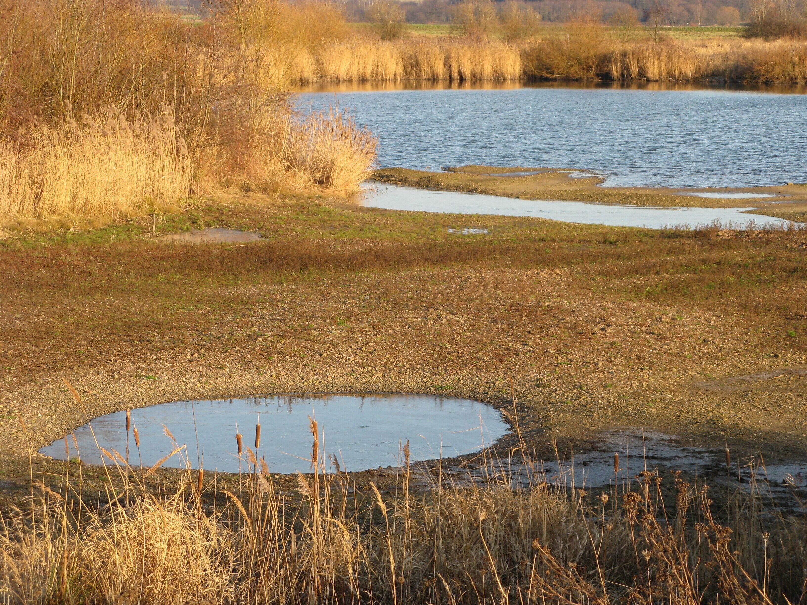 A wetland area with a small pond surrounded by tall grasses and reeds.