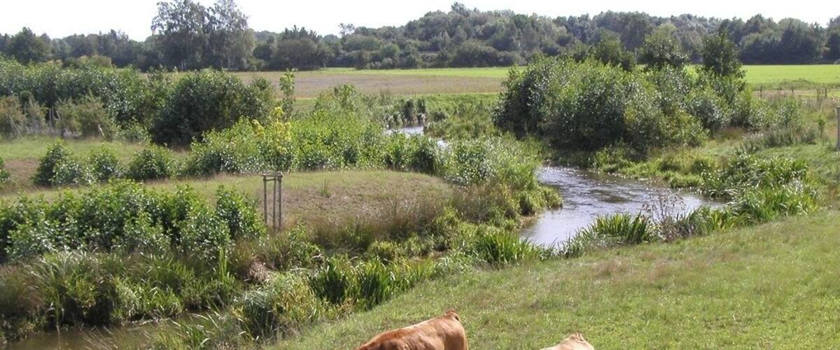 Two cows grazing on a grassy hillside near a small stream.