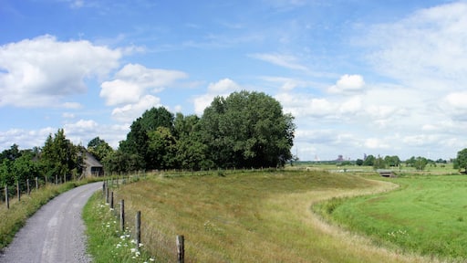 A rural landscape with a winding dirt road, green fields, and scattered trees.