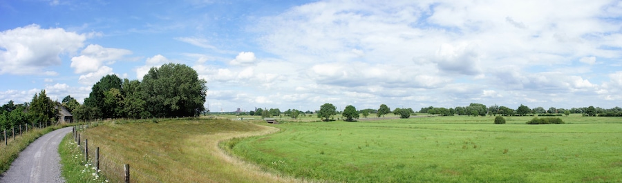 A rural landscape with a winding dirt road, green fields, and scattered trees.