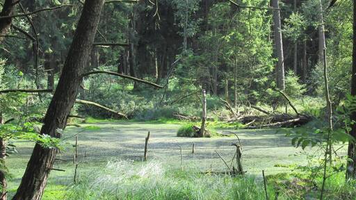 Spaziergang im Naturschutzgebiet Grundloses Moor, bei Walsrode, Heidekreis