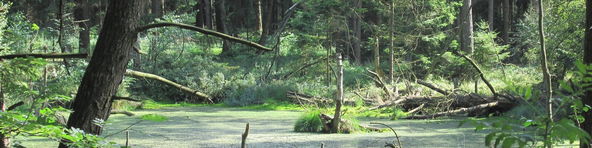 Spaziergang im Naturschutzgebiet Grundloses Moor, bei Walsrode, Heidekreis