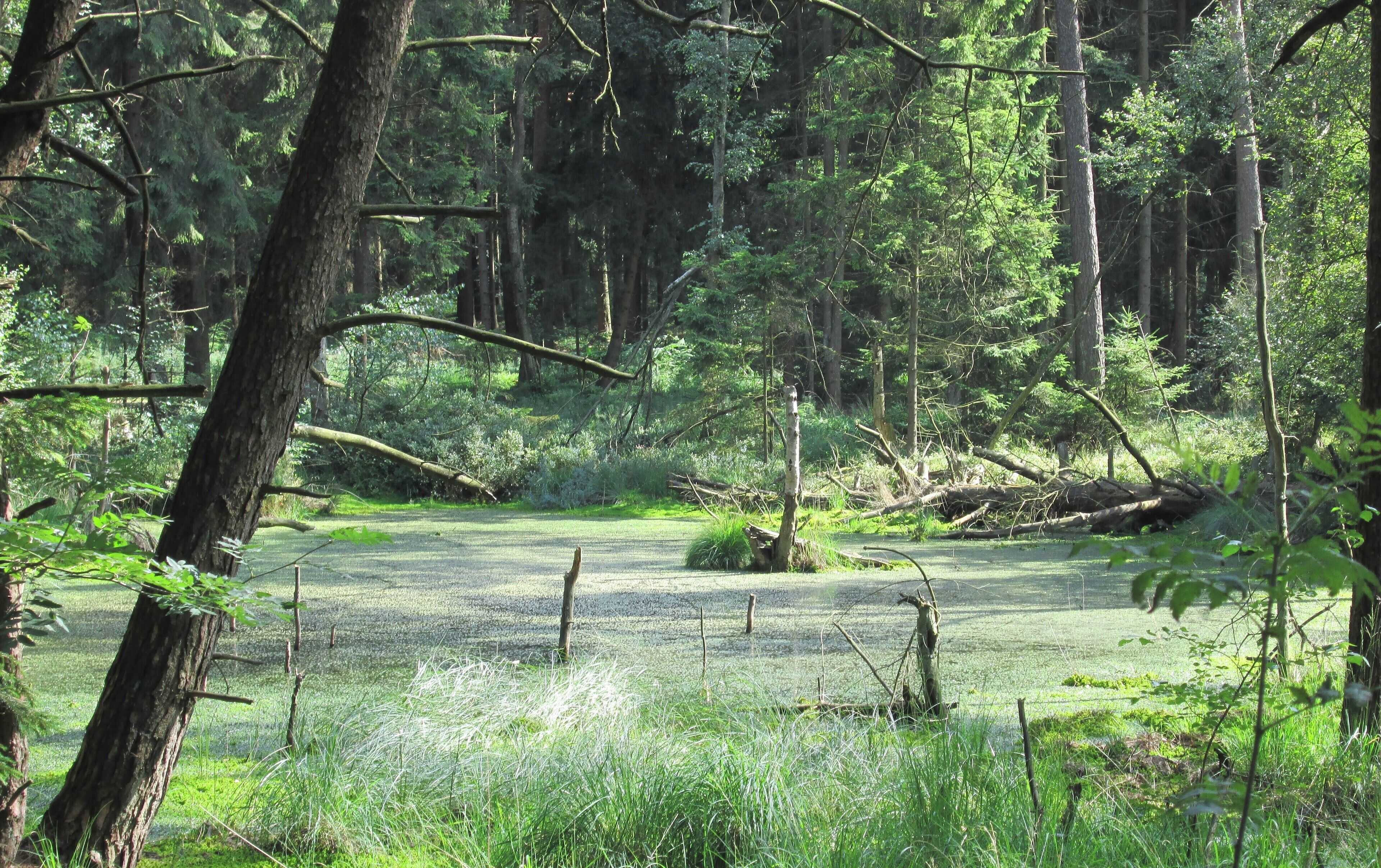 A forest with a river, dense trees, and a fallen tree in the middle.