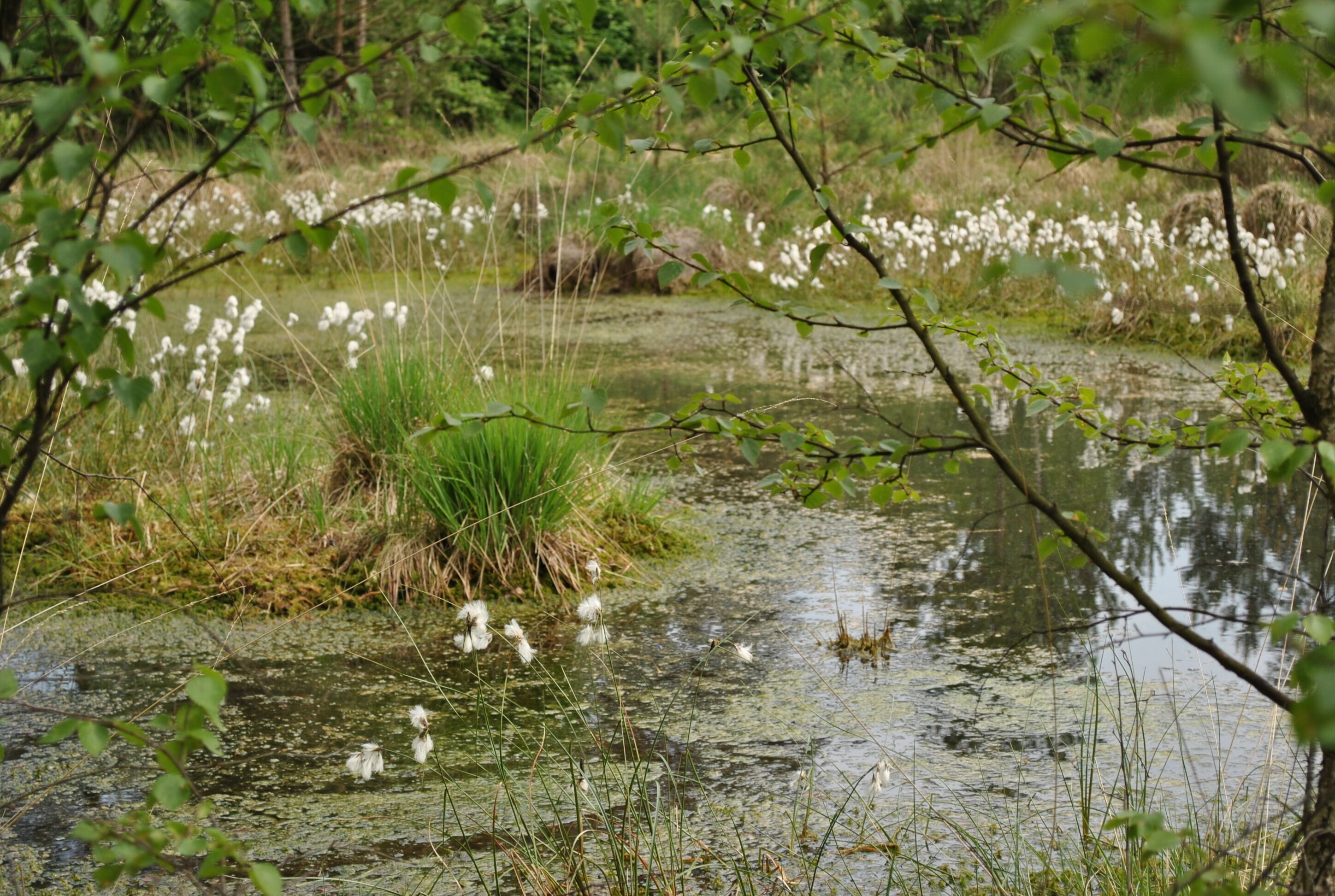 Im Mai blüht rund um den Grundlosen See ( bei Walsrode im Heidekreis) das Wollgras