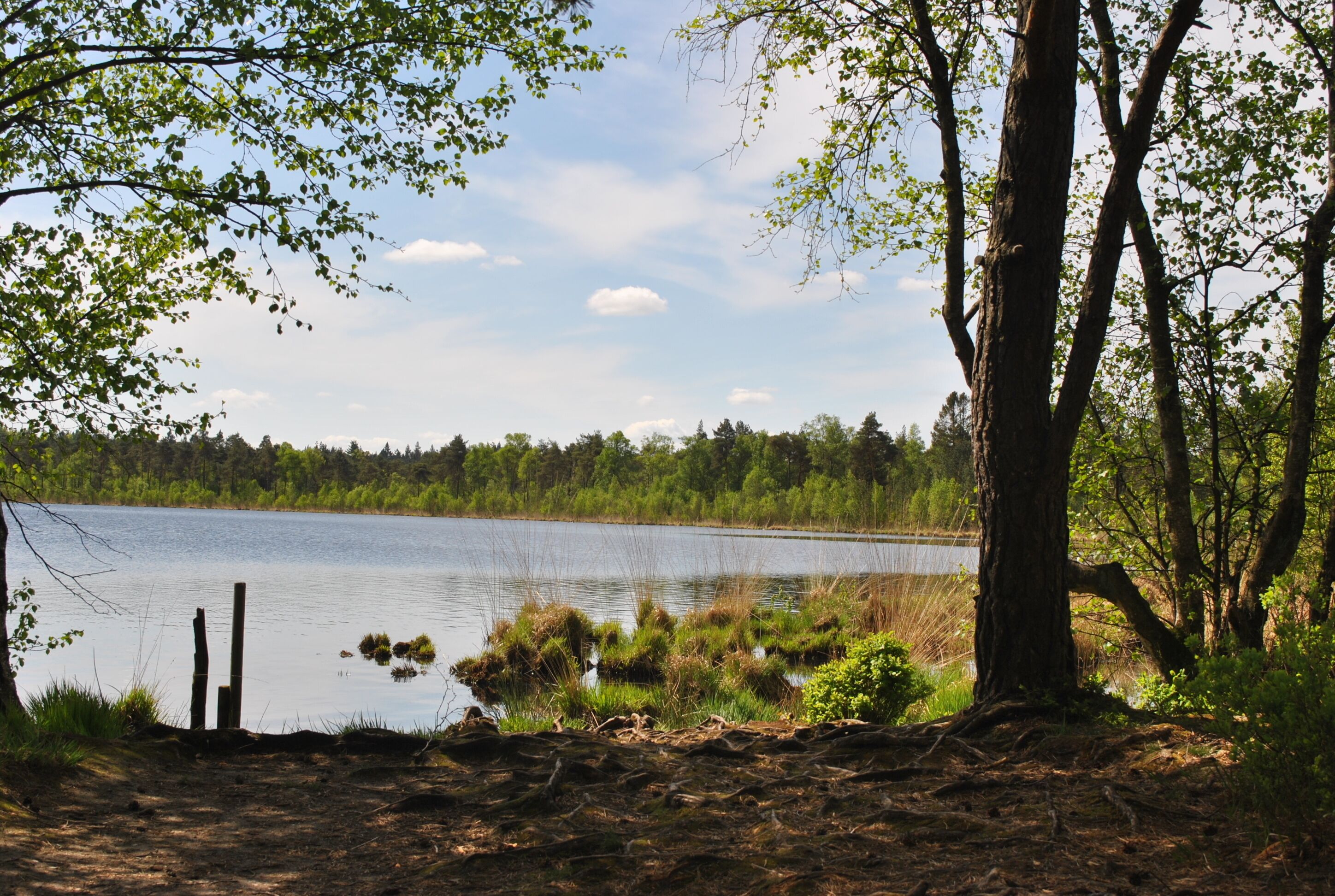 Einfach die Ruhe und den schönen Ausblick genießen. Grundloser See Nähe Walsrode, Heidekreis