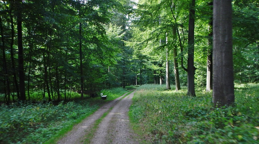 Waldweg