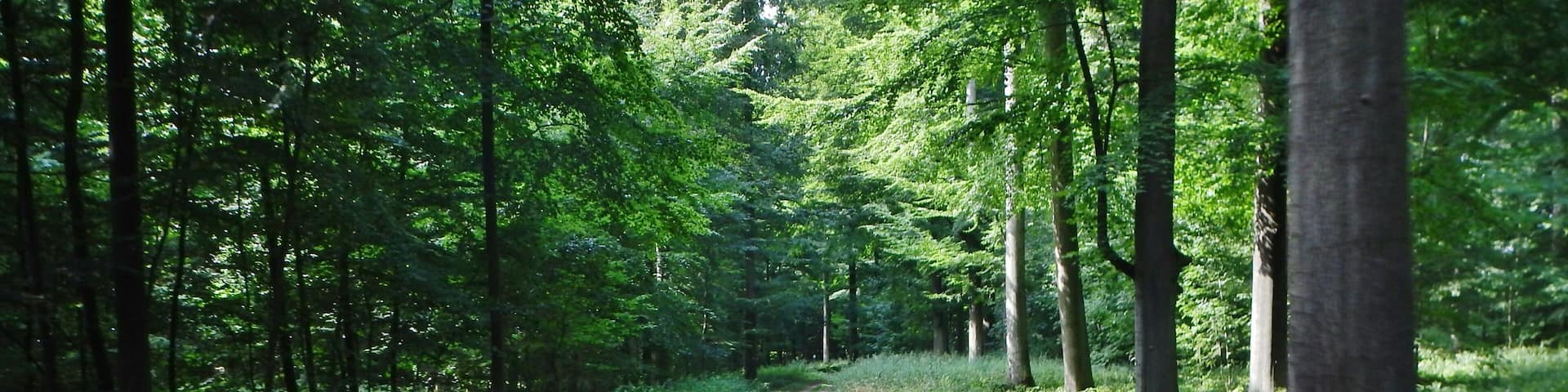 Waldweg